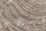 Polished, Neoproterozoic Stromatolite (Conophyton) - Morocco #276214-1